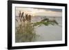 Sea Oats on Gulf of Mexico at South Padre Island, Texas, USA-Larry Ditto-Framed Photographic Print