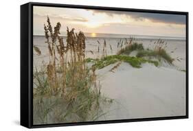 Sea Oats on Gulf of Mexico at South Padre Island, Texas, USA-Larry Ditto-Framed Stretched Canvas