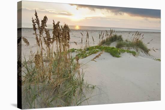 Sea Oats on Gulf of Mexico at South Padre Island, Texas, USA-Larry Ditto-Stretched Canvas