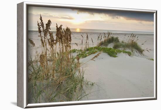 Sea Oats on Gulf of Mexico at South Padre Island, Texas, USA-Larry Ditto-Framed Photographic Print