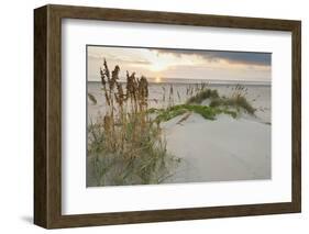 Sea Oats on Gulf of Mexico at South Padre Island, Texas, USA-Larry Ditto-Framed Photographic Print