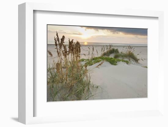 Sea Oats on Gulf of Mexico at South Padre Island, Texas, USA-Larry Ditto-Framed Photographic Print