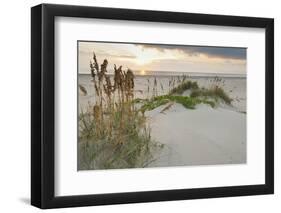 Sea Oats on Gulf of Mexico at South Padre Island, Texas, USA-Larry Ditto-Framed Premium Photographic Print