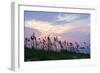 Sea Oats on Lavender 1-Alan Hausenflock-Framed Photographic Print
