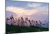 Sea Oats on Lavender 1-Alan Hausenflock-Mounted Photographic Print