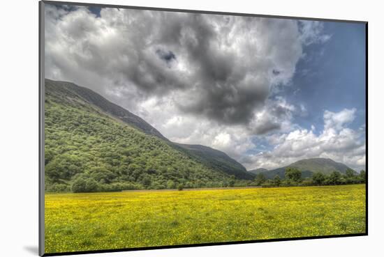 Sea of Buttercups-null-Mounted Art Print