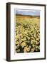 Sea of Flowers I-Donald Paulson-Framed Giclee Print