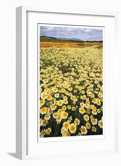 Sea of Flowers I-Donald Paulson-Framed Giclee Print