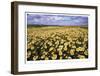 Sea of Flowers II-Donald Paulson-Framed Giclee Print