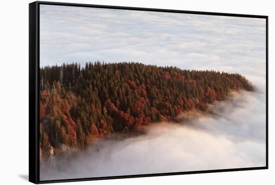 Sea of fog at the Feldberg at sunrise, Black Forest, Baden-Wurttemberg, Germany-Markus Lange-Framed Stretched Canvas