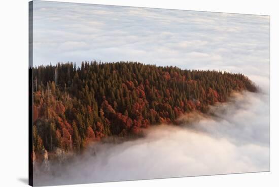 Sea of fog at the Feldberg at sunrise, Black Forest, Baden-Wurttemberg, Germany-Markus Lange-Stretched Canvas