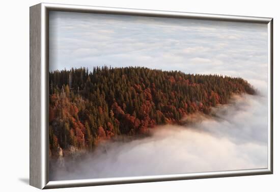 Sea of fog at the Feldberg at sunrise, Black Forest, Baden-Wurttemberg, Germany-Markus Lange-Framed Photographic Print