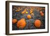 Sea of Pumpkins-Tim Oldford-Framed Photographic Print