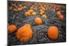 Sea of Pumpkins-Tim Oldford-Mounted Photographic Print