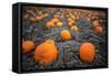 Sea of Pumpkins-Tim Oldford-Framed Stretched Canvas