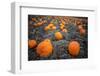 Sea of Pumpkins-Tim Oldford-Framed Photographic Print