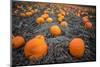 Sea of Pumpkins-Tim Oldford-Mounted Photographic Print