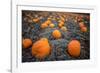 Sea of Pumpkins-Tim Oldford-Framed Photographic Print