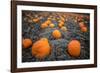 Sea of Pumpkins-Tim Oldford-Framed Photographic Print