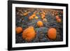 Sea of Pumpkins-Tim Oldford-Framed Photographic Print