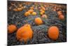 Sea of Pumpkins-Tim Oldford-Mounted Photographic Print