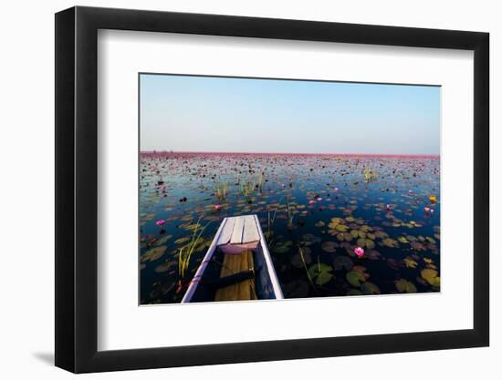 Sea of Red Lotus , Marsh Red Lotus , Small Boat in the Lotus , Caravel , Small Boat in the Sea of R-MSPT-Framed Photographic Print