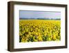 Sea of Yellow and Orange Daffodils in Spring-Colette2-Framed Photographic Print