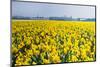 Sea of Yellow and Orange Daffodils in Spring-Colette2-Mounted Photographic Print