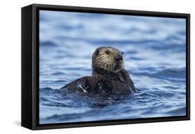 Sea Otter, Alaska-Paul Souders-Framed Stretched Canvas