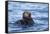 Sea Otter, Alaska-Paul Souders-Framed Stretched Canvas
