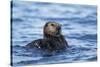 Sea Otter, Alaska-Paul Souders-Stretched Canvas