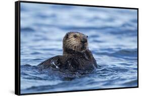 Sea Otter, Alaska-Paul Souders-Framed Stretched Canvas