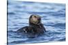 Sea Otter, Alaska-Paul Souders-Stretched Canvas