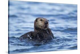 Sea Otter, Alaska-Paul Souders-Stretched Canvas