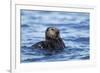 Sea Otter, Alaska-Paul Souders-Framed Photographic Print