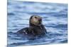 Sea Otter, Alaska-Paul Souders-Mounted Photographic Print