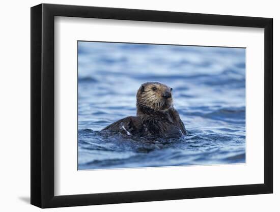 Sea Otter, Alaska-Paul Souders-Framed Photographic Print