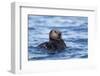 Sea Otter, Alaska-Paul Souders-Framed Photographic Print
