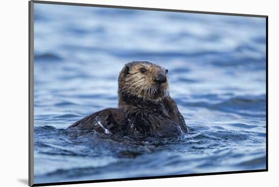 Sea Otter, Alaska-Paul Souders-Mounted Photographic Print