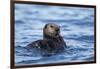 Sea Otter, Alaska-Paul Souders-Framed Photographic Print