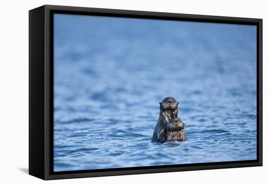 Sea Otter and Pup, Alaska-Paul Souders-Framed Stretched Canvas