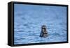 Sea Otter and Pup, Alaska-Paul Souders-Framed Stretched Canvas