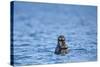 Sea Otter and Pup, Alaska-Paul Souders-Stretched Canvas