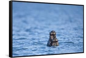 Sea Otter and Pup, Alaska-Paul Souders-Framed Stretched Canvas