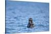 Sea Otter and Pup, Alaska-Paul Souders-Stretched Canvas