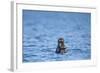 Sea Otter and Pup, Alaska-Paul Souders-Framed Photographic Print