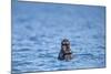 Sea Otter and Pup, Alaska-Paul Souders-Mounted Photographic Print