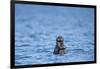 Sea Otter and Pup, Alaska-Paul Souders-Framed Photographic Print