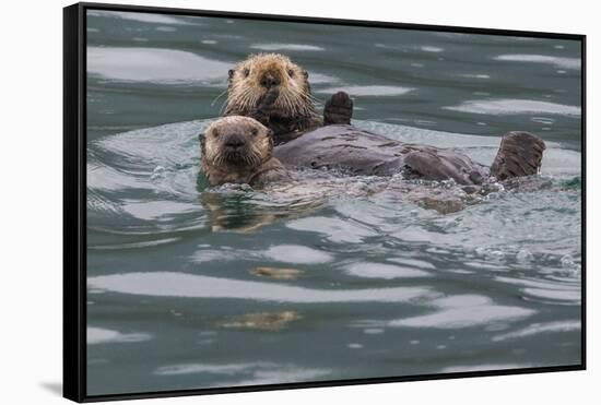 Sea otter and pup, Icy Strait, Alaska, USA-Art Wolfe-Framed Stretched Canvas