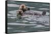 Sea otter and pup, Icy Strait, Alaska, USA-Art Wolfe-Framed Stretched Canvas